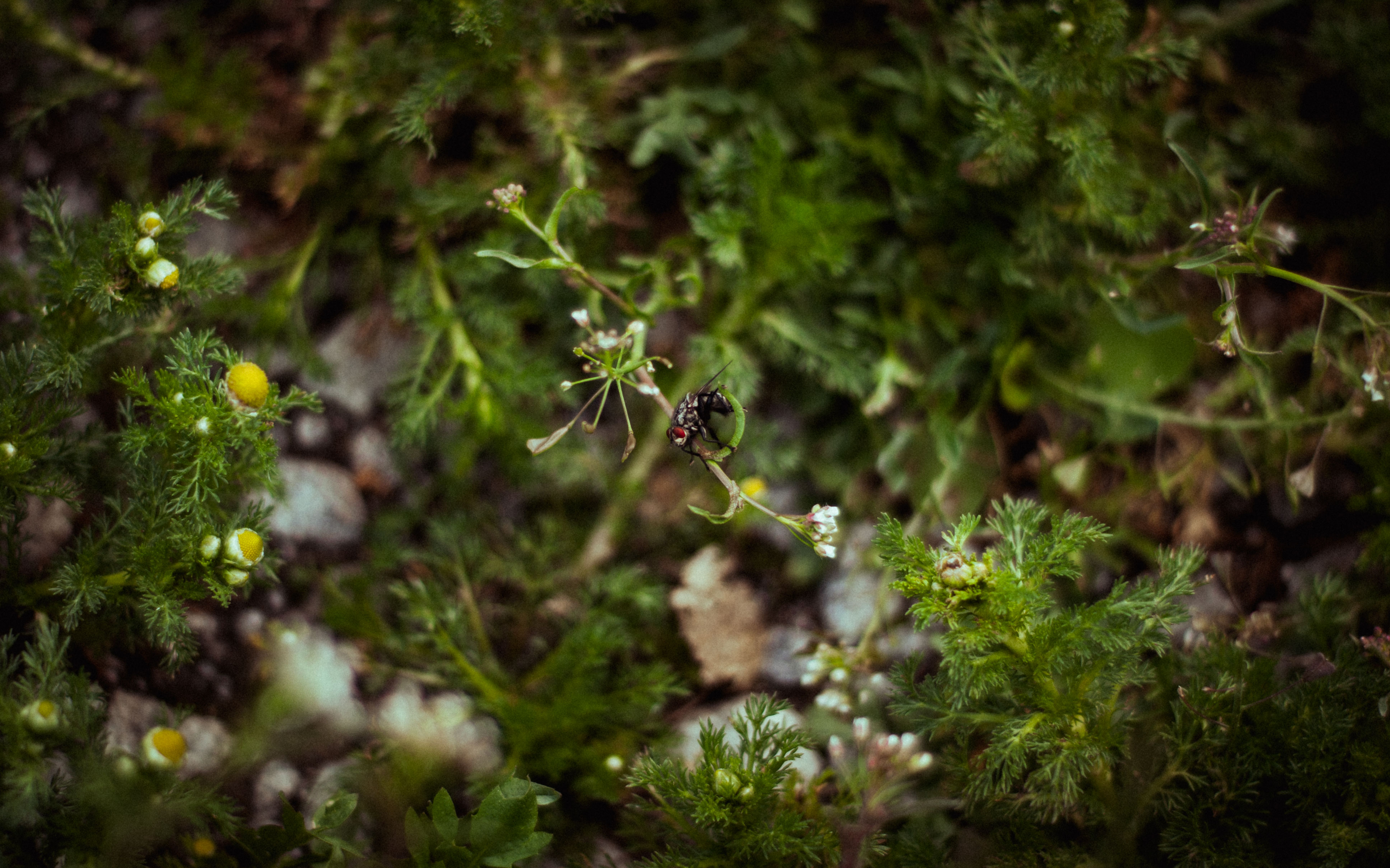 Nikon D80 ISO 100 / 50mm / f/1,8 / 1/500s